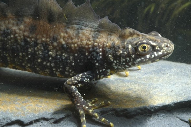 Ázsiai húsevő gomba fenyegeti az európai szalamandrákat és gőtéket