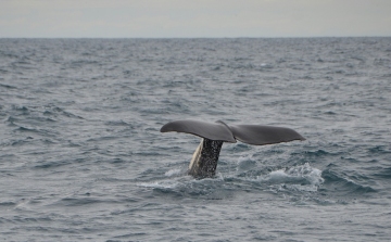 Két hatalmas bálna bukkant fel Horvátországban, Mali Losinj partjainál