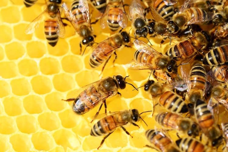 Tizenhárom uniós tagállam támogatta a magyar méhészeti javaslatokat