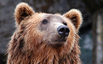 Egy hétig tartott rettegésben egy medve egy táborozót 