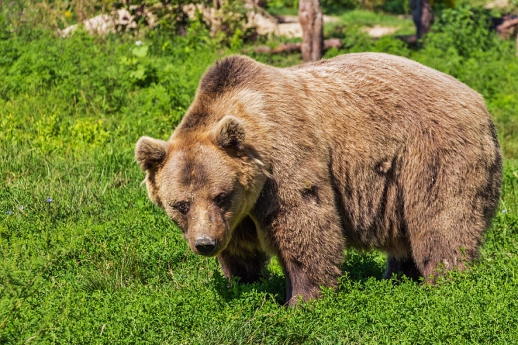 Több mint 500 háziállatot pusztítottak el év eleje óta a medvék Kovászna megyében 