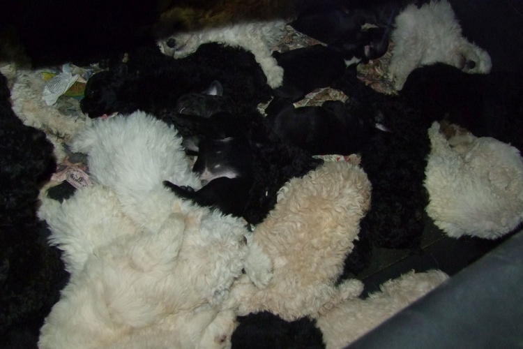 Több tucat kölyökkutyát csempészett egy kocsiban két olasz Zalában