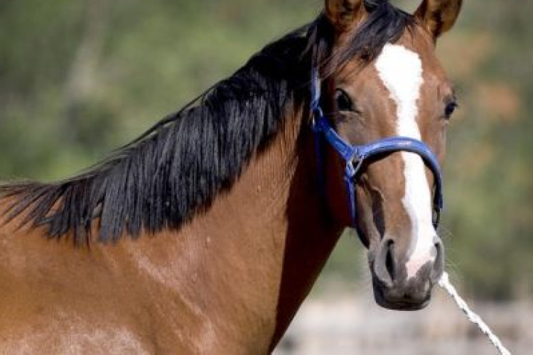 Módosulnak a lovas szolgáltatás előírásai