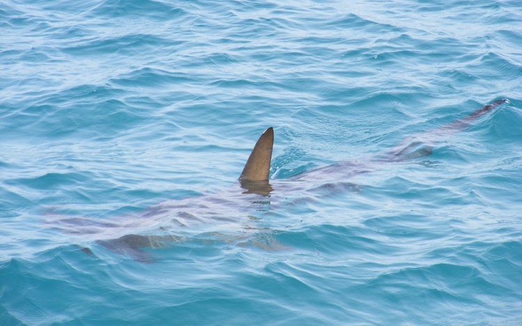 Két nap alatt három cápatámadás történt Florida partjainál