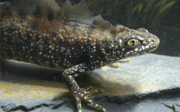 Ázsiai húsevő gomba fenyegeti az európai szalamandrákat és gőtéket