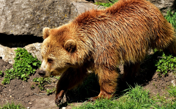 Medve sebesített meg egy férfit Kápolnásfalu határában