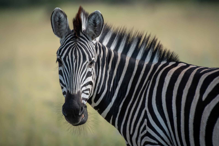 Gajdos László átfogó vizsgálatot rendelt el a hatvanpusztai telepen az állattartási szabályok betartása ügyében