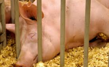 Sertésbetegség irtására készülnek