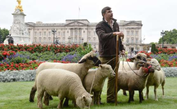 Egy nap alatt híresség lett a Buckingham-palota tövében legelő birkákból