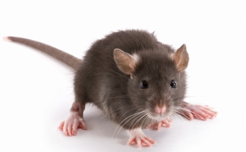 A patkányok felismerik a tbc-t?