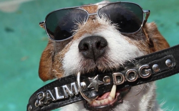 A némafilmes kutyája nyerte a jubileumi kutyasztár-versenyt