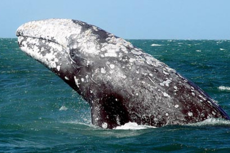 Rekordtávolságot tett meg egy szürke bálna